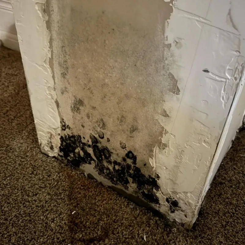 Professional Mold Removal in Syracuse, NE